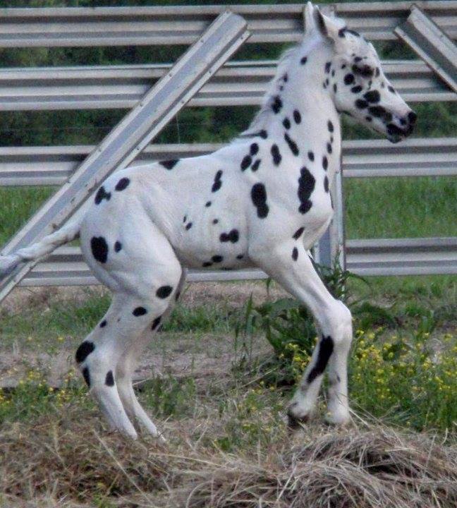 Black Leopard Appaloosa foal